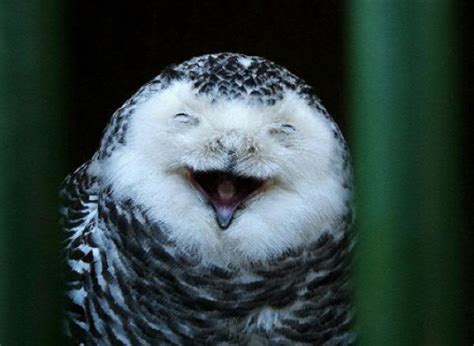 smiling owls  pics izismilecom