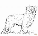 Retriever Golden Coloring Pages Puppy Printable Duck Scotia Nova Tolling Dog Drawing Color Line Kids Super Print Popular Public Getdrawings sketch template