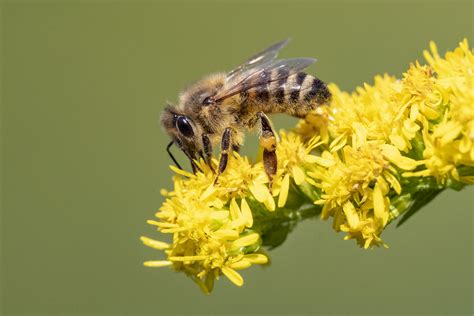 honigbiene foto bild natur insekten tiere bilder auf fotocommunity