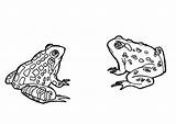 Crapaud Ranas Dibujo Rane Kikkers Kleurplaat Frosch Frösche Frogs Froesche Malvorlage Schoolplaten sketch template