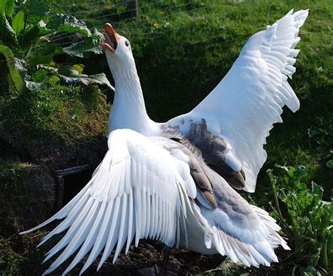 faroese goose beautiful birds goose animals