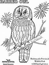 Owl Coloring Burrowing Barred Pages Sheet Sheets Great Horned Designlooter Bird Drawings Choose Board 35kb 768px sketch template