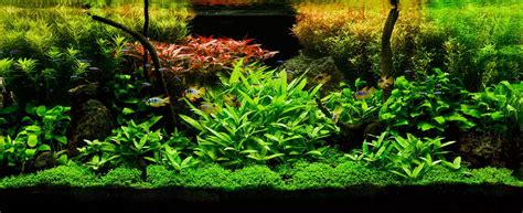 advantages   aquarium plants benefits revealed