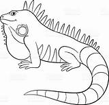 Iguana Leguaan Galapagos Glimlacht Schattig Smiles Iguanas Gulliga Färga Sidor Stockillustratie Illustrationer Leguan Reptiles Vektorer Pretos sketch template