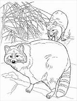 Raccoon sketch template