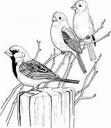 Riscos Pássaros Aves Tecido Encantosempontocruz Salvo sketch template