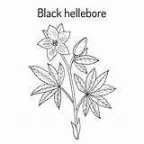 Helleborus Illustration Rose Christmas Niger Evergreen Plant Stock Botanical Blossom Vintage Hellebore sketch template