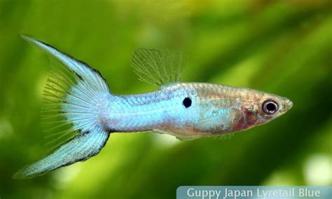 blue lyretail guppy male  fish  tropical pets