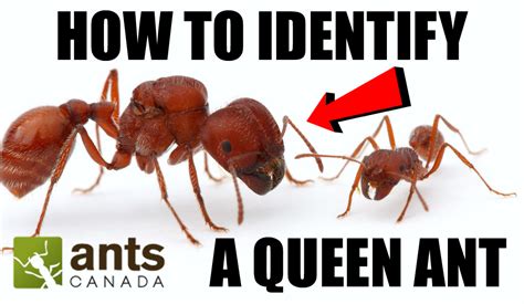 video   identify queen ants antscanada