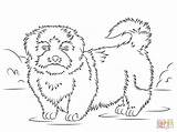 Tzu Shih Colorare Cani Kolorowanka Kleurplaat Hond Disegni Rysunek Kolorowanki Ausmalbild Druku Hunde Chien Supercoloring Chiens Honden Psa Sketch Poo sketch template