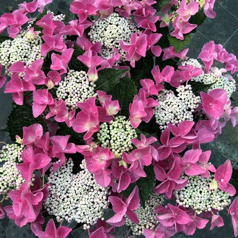 hydrangea macrophylla nizza pink choice plants millais nurseries