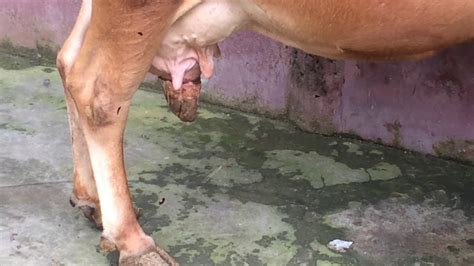 Necrotic Stage Of Chronic Mastitis In A Cow Youtube