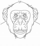Chimpanzee Coloring Pages Color Face Printable Sheet Print Kids Animals Animal Bestcoloringpagesforkids Popular sketch template