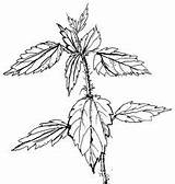 Nettle Stinging Nettles Folklore Wonders Weeds sketch template