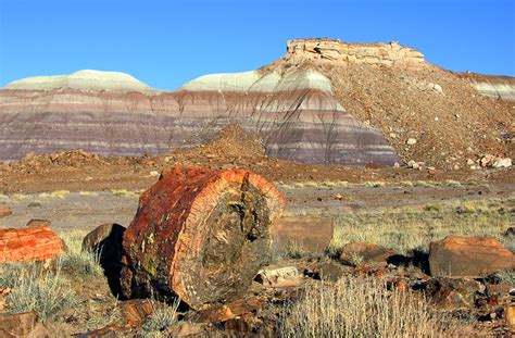 petrified forestnps flickr