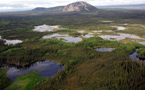 canadas boreal wetlands  key  fighting climate change report