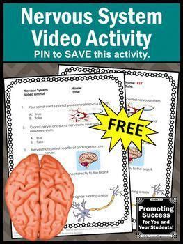 printable nervous system worksheet  video  supplement