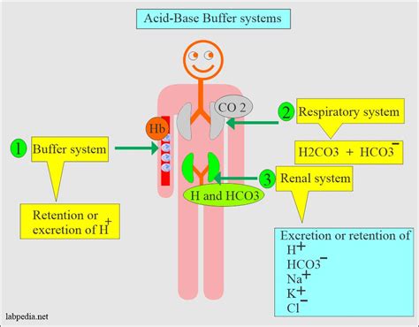 acid base balance part  respiratory acidosis  respiratory alkalosis labpedianet