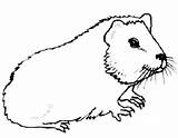 Guinea Pig Coloring Pages Animals Color Print Template Real Clipart Printable Getcolorings Library sketch template