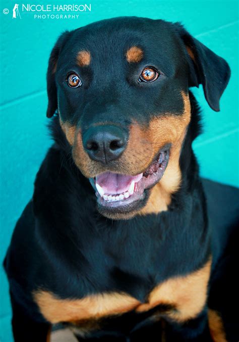 rowdy large male rottweiler mix dog  nsw petrescue