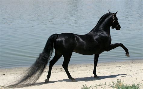 les images de lollipathe cheval noir
