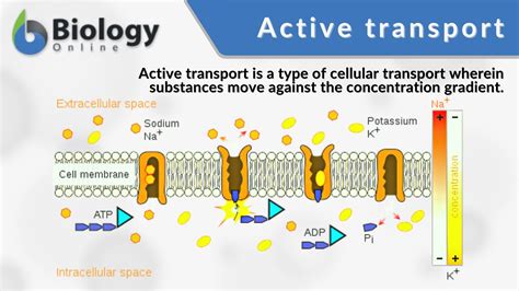 function  active transport  cell membrane transport