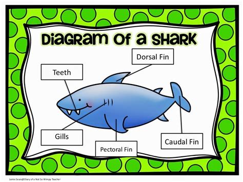 diary     wimpy teacher shark week science  literacy activities   sale