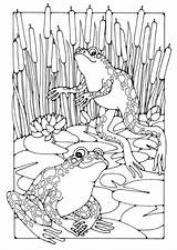 Coloring Frogs Frog Pages Adult Books Sheets Colouring Pond Life Print sketch template