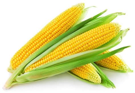 yellow corn yellow maize   patti chennai ram exports id