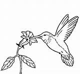 Hummingbird Coloring Flower Colibri Para Dibujos Pintar Pages Coloringcrew Dibujar Imagenes Outline Simple Drawing Bird Facil Imagen Choose Board Template sketch template