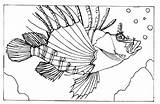 Coloring Lionfish Pages Color Fish Animals Clipart Animal Colouring Sheet Drawings Print Back Library 08kb 525px sketch template