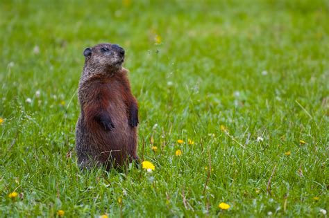 filegroundhog standingjpg