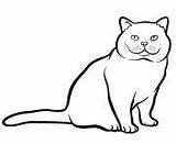 Cat Coloring Pages Shorthair British Printable sketch template