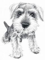 Schnauzer Schnauzers Snauzer 8x10 Realistas Teckel Beththompsonart Tiernos Zeichnungen Pup Lapiz Malen Lápiz Querido Hund sketch template