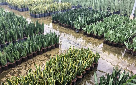 hydrocultuur kweken hoogendoornprojectbeplantingnl