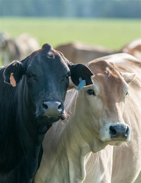 bos indicus cows    camera stock image image  cows agriculture