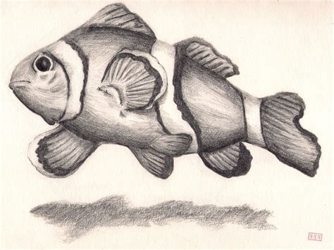 clownfish coole bleistiftzeichnungen zeichnungen tiere fische zeichnen