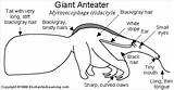 Anteater Giant Enchantedlearning Anteaters Printout Tongue Mouth Ants Enchanted Learning Mammals Live Label Gif Printouts Animal Color Choose Board Subjects sketch template