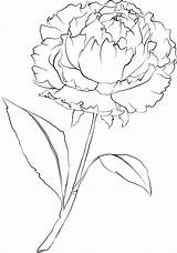 Peony Flower Coloring Printable Beccysplace Drawing Stencil Books Pages Colouring sketch template