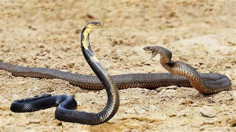 fantastisk konge cobra  snake real fight king cobra jagt og draeb