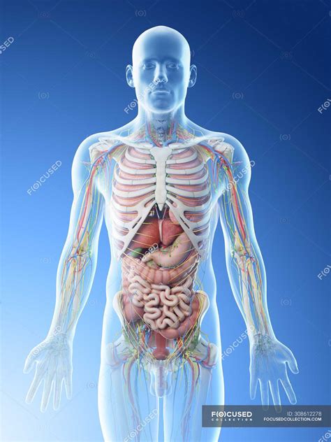 human male anatomy  internal organs model human internal organs