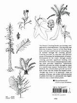 Botany Coloring Book Videos sketch template