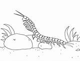 Coloring Centipede Pages Museprintables Printable Animal sketch template