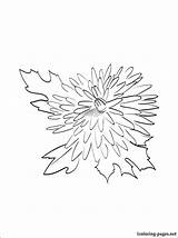 Coloring Chrysanthemum Getdrawings sketch template