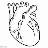 Tagged Circulatory sketch template
