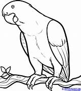 Parrot African Drawing Coloring Pages Bird Drawings Birds sketch template