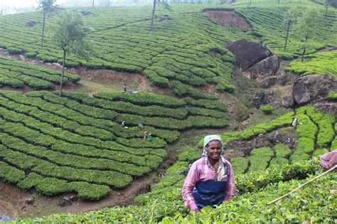 tea plantations  munnar kerala docdivatraveller