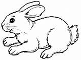 Bunny Coloring Pages Cute Kids sketch template