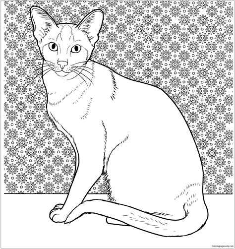 oriental siamese cat coloring page  printable coloring pages