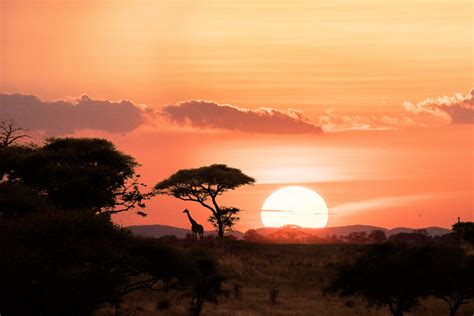 wildlife photography   serengeti africa adventure landscape